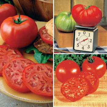 Big Tomato Collection
