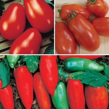 Best Paste Collection