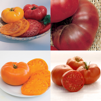 Brandywine Tomato Collection