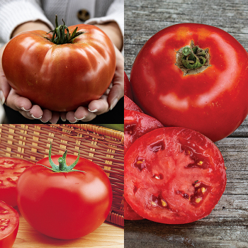 Heavyweight Collection