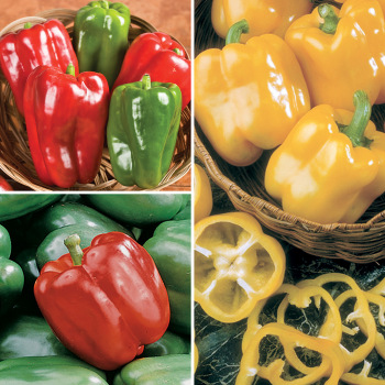 Garden-Ready Giant Bells Collection