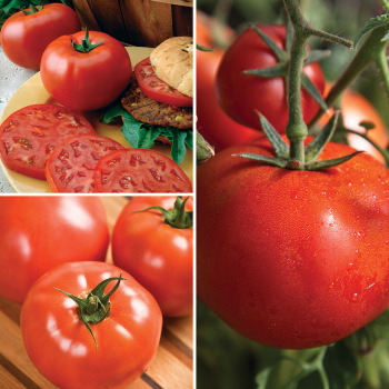 Garden-Ready Main Crop Collection