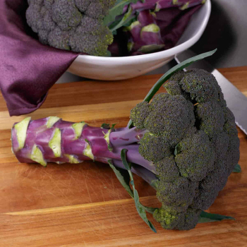 Broccoli, Purple Magic Hybrid