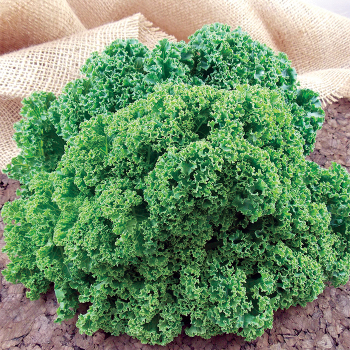 Prizm Hybrid (Baby Leaf) Kale