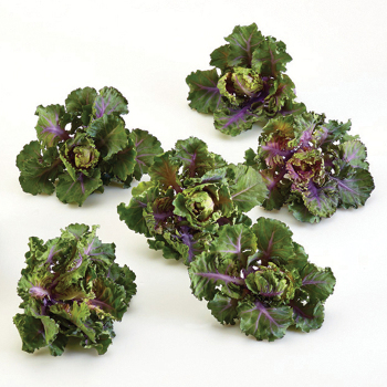Autumn Star Hybrid Kalettes