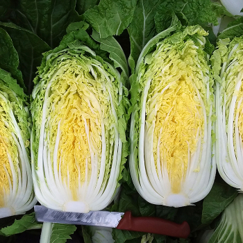 Chinese Cabbage, Napa, Yoda Hybrid 