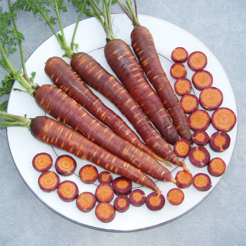 Carrot, Purple Haze Hybrid  Carrot, Purple Haze Hybrid