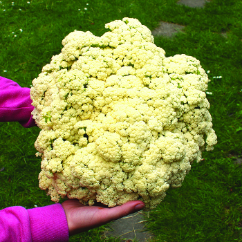 Cauliflower, Bouquet Hybrid