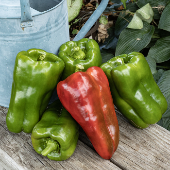 Cucumber, Artist Hybrid 