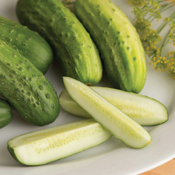 Cucumber, Cool Customer Cucumber, Cool Customer