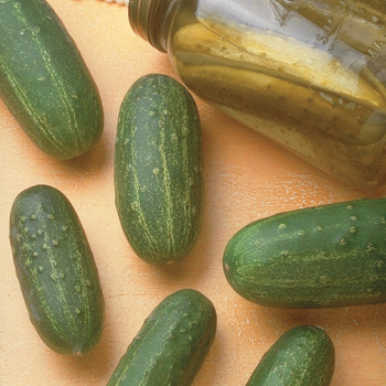 Cucumber, Homemade Pickles  Cucumber, Homemade Pickles