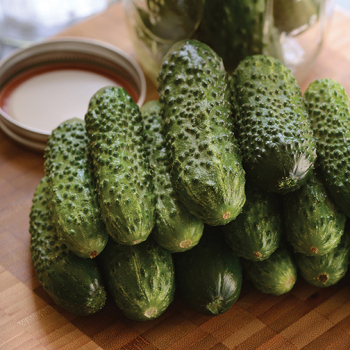 Cucumber, Gherking Hybrid  Cucumber, Gherking Hybrid