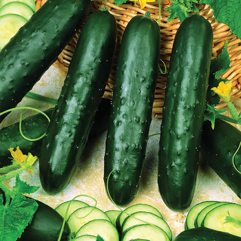 Cucumber, Burpless Supreme Hybrid Cucumber, Burpless Supreme Hybrid