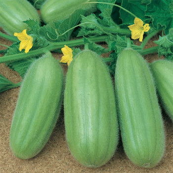 Barese Cucumber