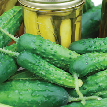 Cucumber, Early Fortune Cucumber, Early Fortune