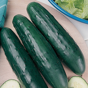 Fanfare Hybrid Cucumber