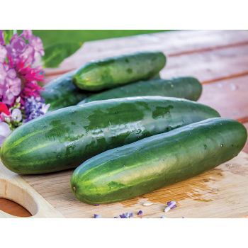 Mini Munch Hybrid Cucumber, Cucumber Seeds: Totally Tomatoes