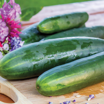 Cucumber, Goliath Hybrid  Cucumber, Goliath Hybrid