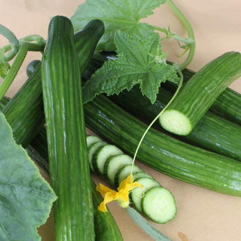 Cucumber, Kosara Hybrid  Cucumber, Kosara Hybrid