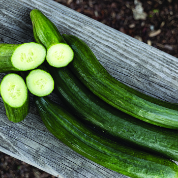 Cucumber, Kosara Hybrid 
