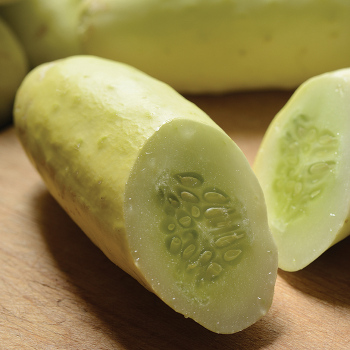 Martini Hybrid Cucumber