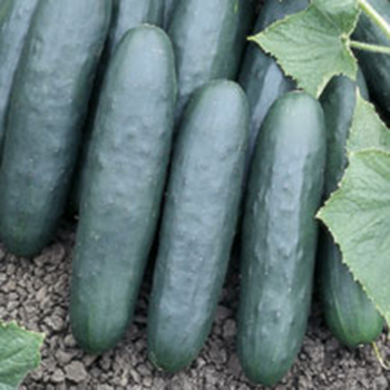 Mini Munch Hybrid Cucumber, Cucumber Seeds: Totally Tomatoes