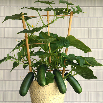 Cucumber, Kitchen Minis® Quick Snack