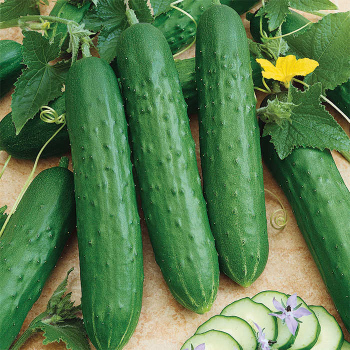 Saladmore Bush Hybrid Cucumber