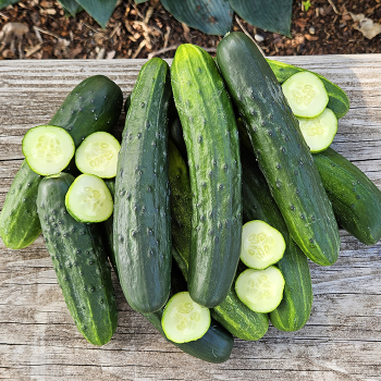 Cucumber, Saladmore Bush Hybrid
