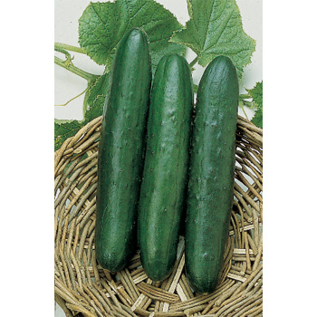 Mini Munch Hybrid Cucumber, Cucumber Seeds: Totally Tomatoes