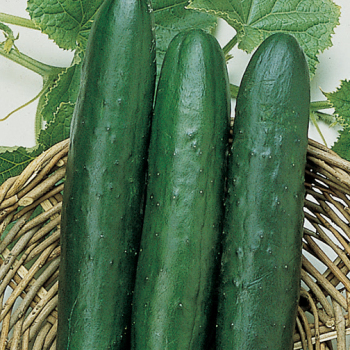 Cucumber, Sweet Slice Hybrid