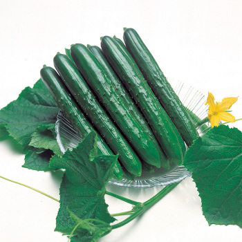 Summer Top Hybrid Cucumber