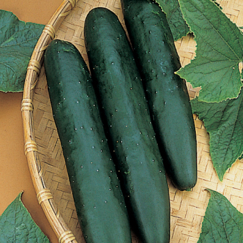 Cucumber, Sweet Success Hybrid Cucumber, Sweet Success Hybrid