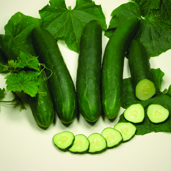 Cucumber, Tanja&nbsp;