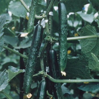 Tasty King Hybrid Cucumber