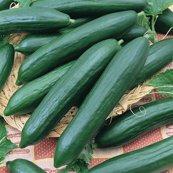 Tendergreen Burpless Cucumber
