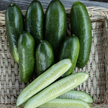 Cucumber, Tendergreen Burpless&nbsp;