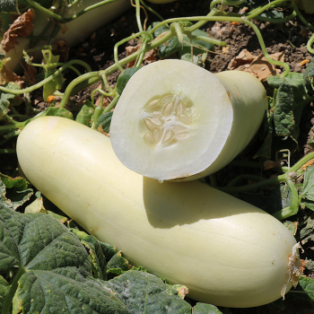 Cucumber, Yellow Submarine Hybrid