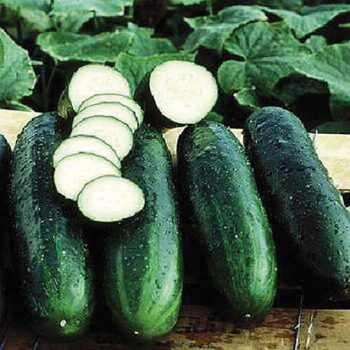 Cucumber, Bush Crop  Cucumber, Bush Crop
