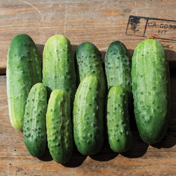 Cucumber, Bush Pickle  Cucumber, Bush Pickle