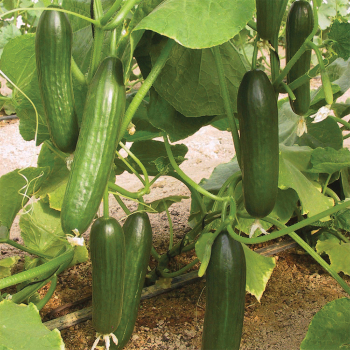 Manny Hybrid Cucumber