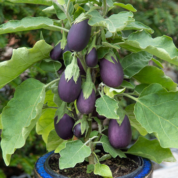 Eggplant, Baby Jack