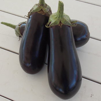 Eggplant, Epic Hybrid, Grafted Plant Eggplant, Epic Hybrid, Grafted Plant