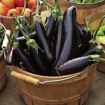 Eggplant, Hansel Hybrid