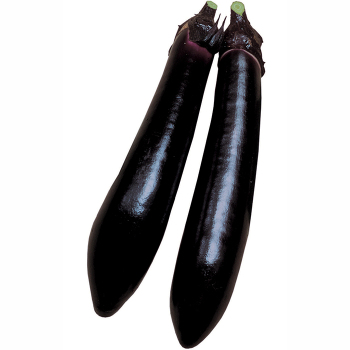 Millionaire Hybrid Eggplant