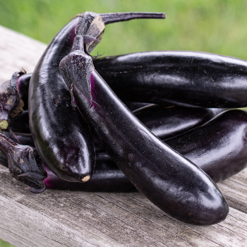 Eggplant, Millionaire Hybrid 