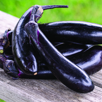 Eggplant, Millionaire Hybrid 