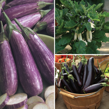'Egg'cellent Eggplant Collection 'Egg'cellent Eggplant Collection