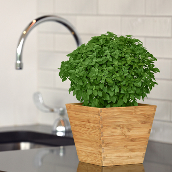 Basil, Kitchen Minis™ Bonsai
