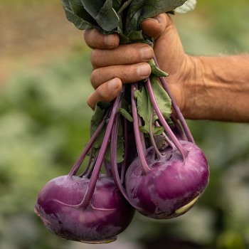 Kohlrabi, Konstance Hybrid